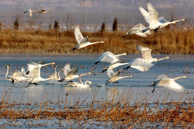 Winter Tour in Shanxi: The Yellow River Route