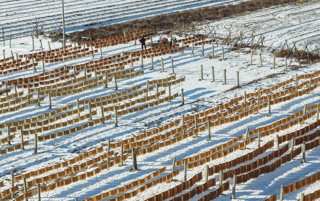 粉条加工成为襄汾县南贾镇南刘村冬闲经济发展的支柱产业