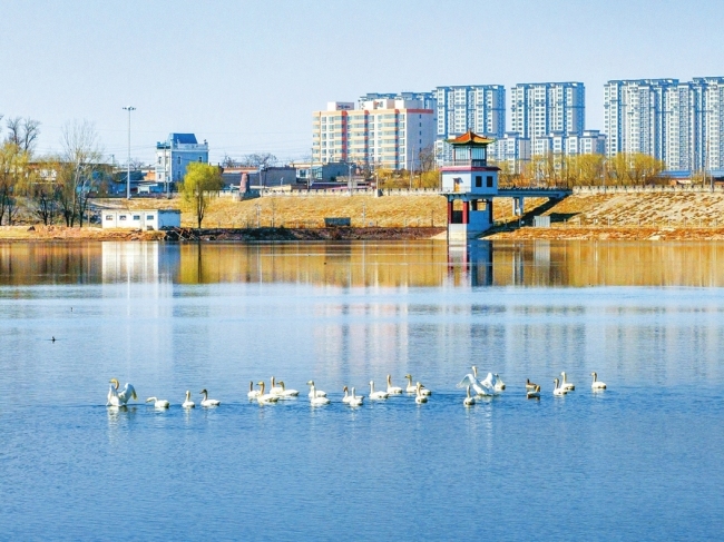湿地春来早 天鹅自在游