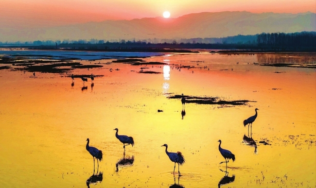 桑干河畔迎灰鹤