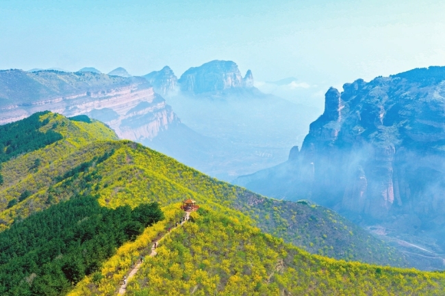 连翘绽春 太行叠翠