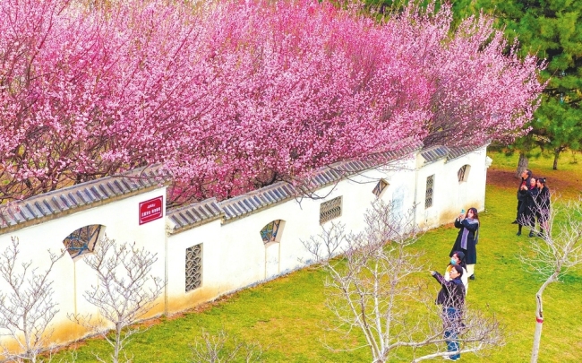 晋城市白马寺山植物园：红梅竞相绽放