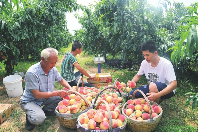 闻喜水蜜桃迎来丰收季