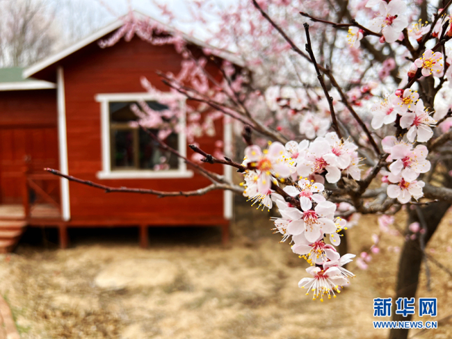 青海化隆县：与杏花开启浪漫春日之约