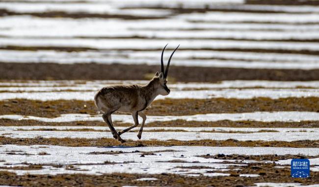 走进羌塘国家级自然保护区