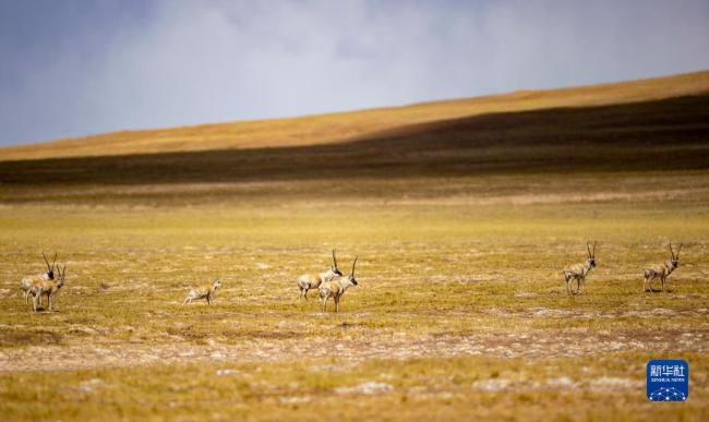 走进羌塘国家级自然保护区