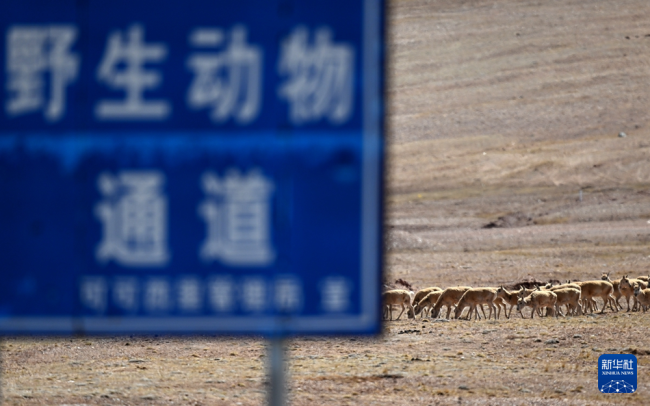 可可西里藏羚羊进入迁徙产仔高峰期