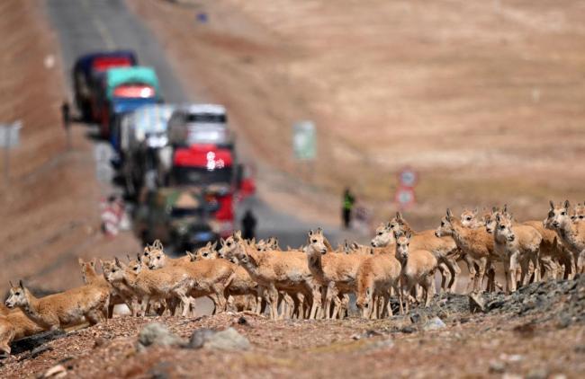 万物和谐共生——国家公园守护旗舰物种