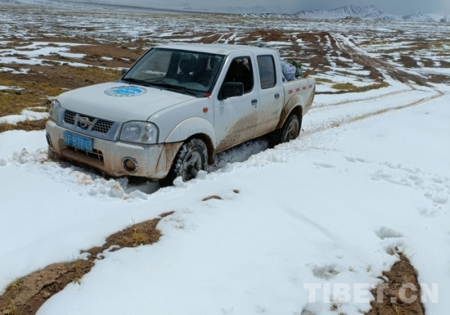 从雪域到京城 用情用心守护野生动物