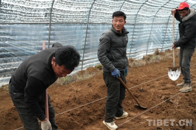 高原沃土育新机：一株白肉灵芝里的财富密码