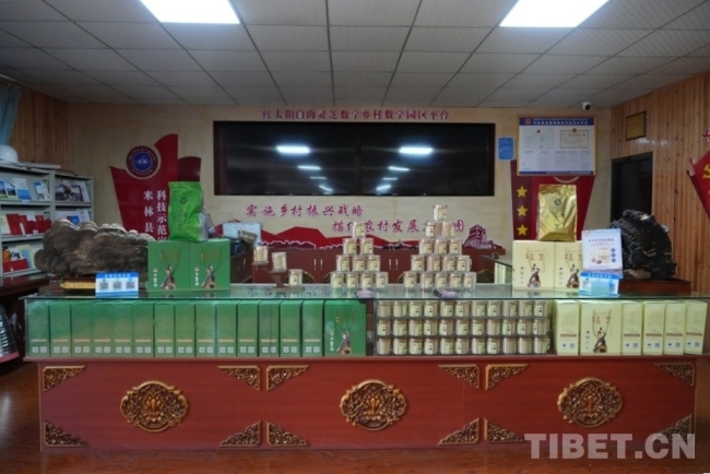 高原沃土育新机：一株白肉灵芝里的财富密码