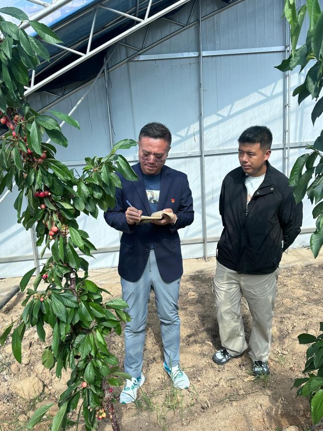援藏结出“幸福果”——北京援藏团队助力尼木种植业发展小记