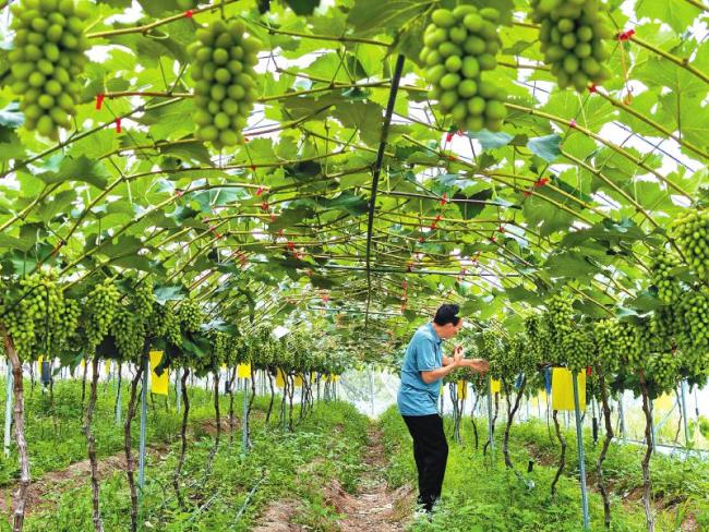 1+N助力帮扶县域“造血”  ——明确甘洛县、色达县、丹巴县2025年帮扶重点