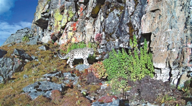 守护生物多样之美