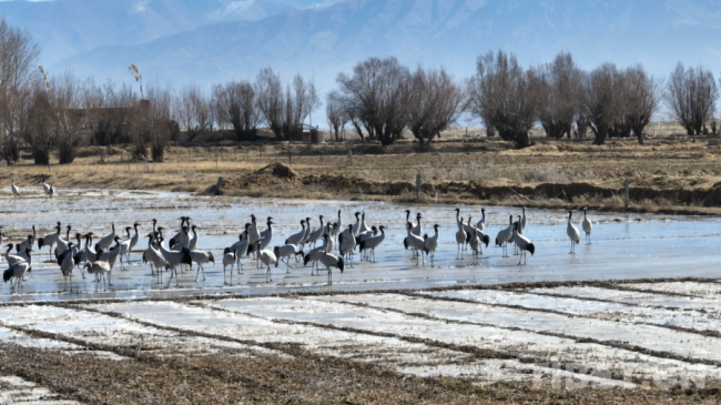 西藏南木林：黑颈鹤如期赴约 22年保护实现种群增长