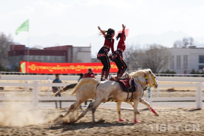 马年赛马！藏历初三，雪域赛马场上演“速度与激情”