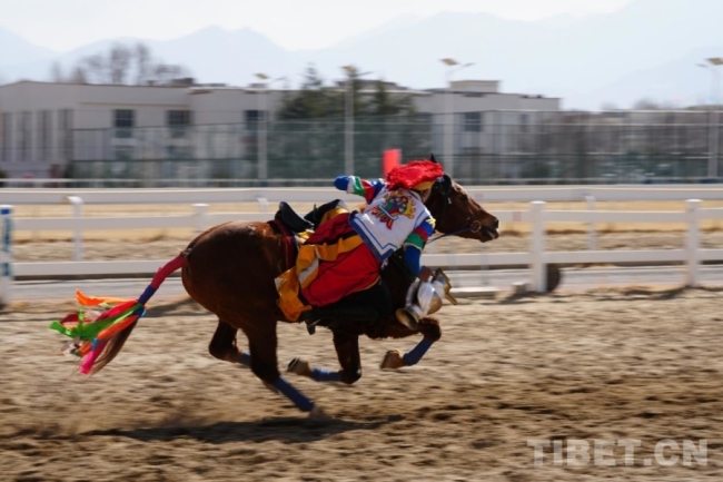 马年赛马！藏历初三，雪域赛马场上演“速度与激情”