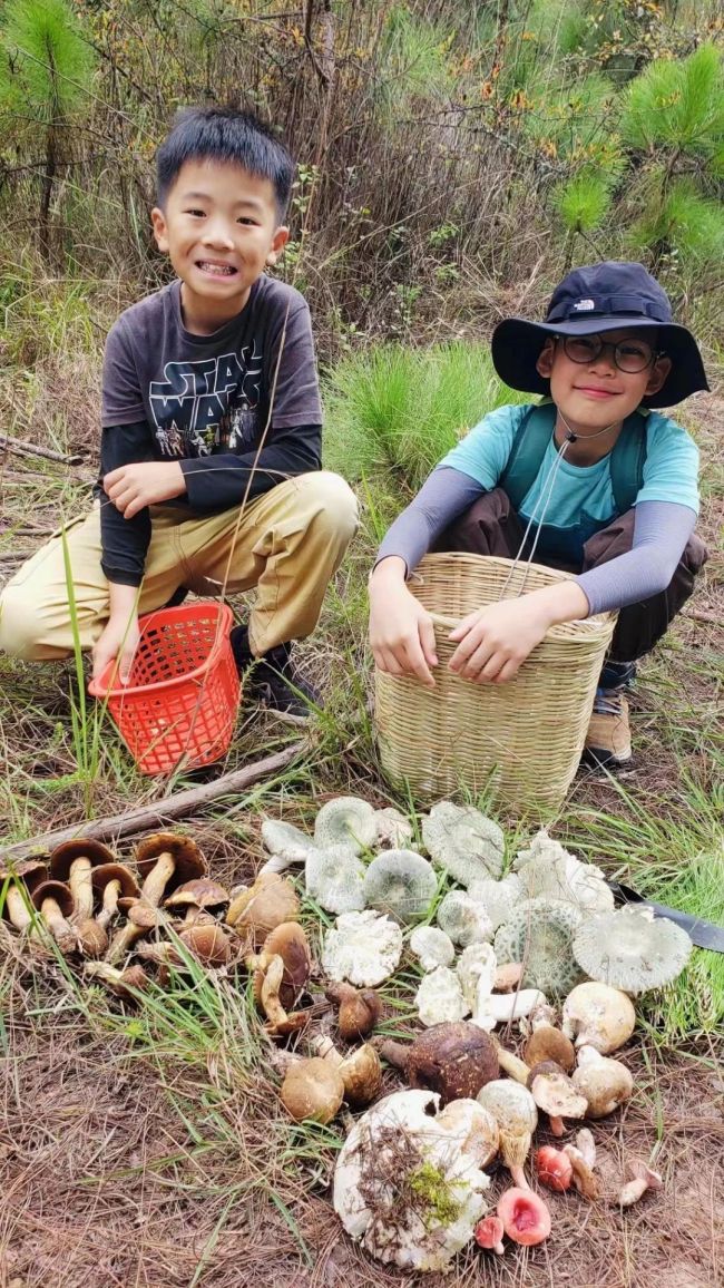 在林间采摘菌子的小朋友 楚雄州融媒体中心 供图