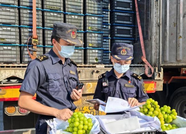 海关关员在河口口岸查验出口葡萄。供图