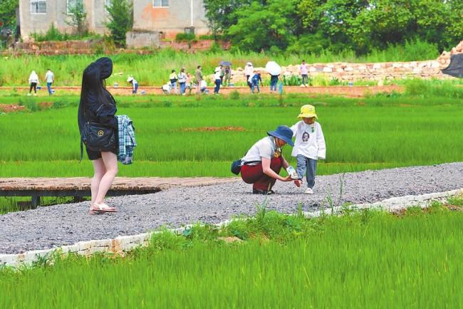 西翥街道大村社区的麦和稻田