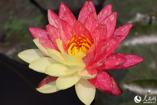 马銮湾湿地奇观 一次性看到10余朵双色睡莲实属罕见