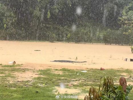 广东暴雨致鳄鱼逃出农场 当地证实：3条鳄鱼已被赶回池内