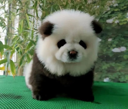 市场监管回应泰州动物园熊猫犬走红 创意来自于网络