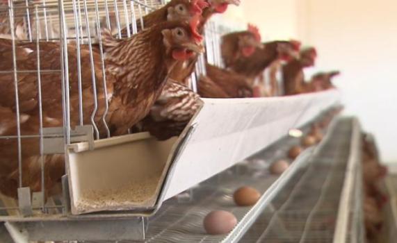 蛋价跌入3年最低谷！背后是何原因？养鸡户逆市扩建百万鸡场