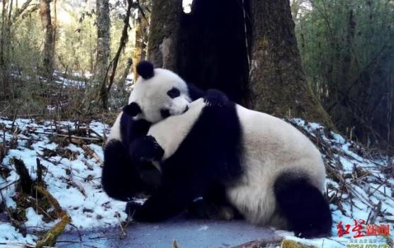 野生大熊猫母子的贴贴日常 自然保护区温馨瞬间