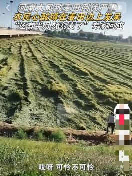 河南教授：麦田很结实没被大风吹倒，确保小麦丰收