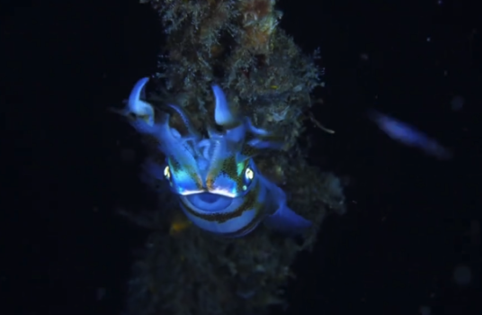 澳大利亚科学家拍到极罕见深海鱿鱼