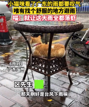 小猫咪看了广东的雨都要叹气 喵：就让这大雨全都落虾