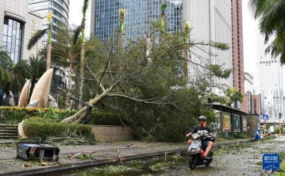 海口号召师生参与台风灾后校园恢复 共筑安全校园环境