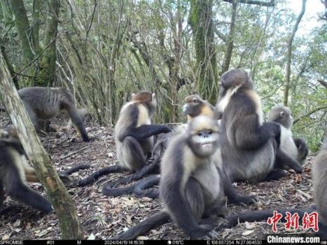 黔金丝猴种群呈增长趋势 珍稀物种保护见成效