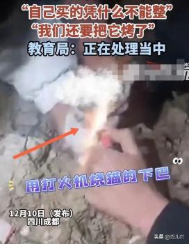 成都4名中学生组团虐猫拍视频 残忍行为引发社会关注