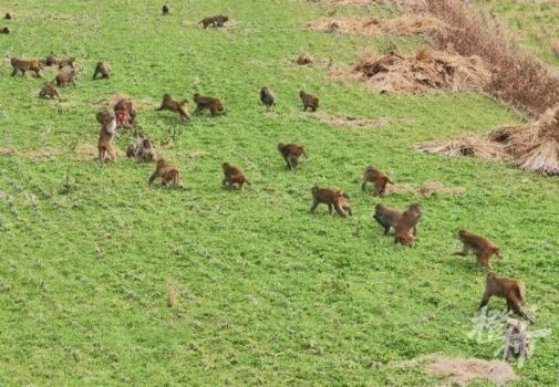 浙江一地50多只野猴下山偷菜 人猴和谐共处