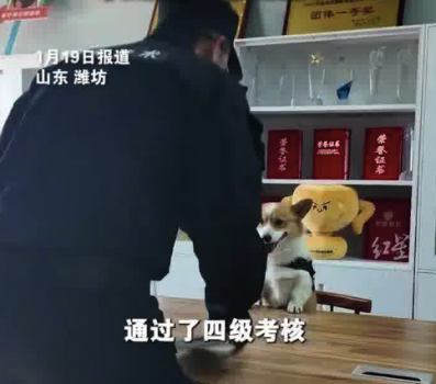 警犬因“班味过重”惨遭没收年终奖 只奖励大红花