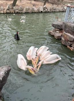 上海動物園鵜鶘捕食天鵝幼崽 動物園采取措施防止再發(fā)