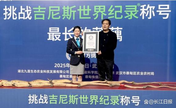 蔡甸莲藕刷新全球最长纪录 3.473米“藕王”诞生