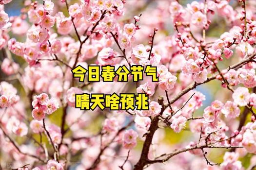 春分的分是啥意思？春分，为何怕晴天？