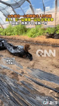 狗狗被拉去干农活1只狗能顶3个人 聪明帮手显神威