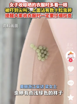 臭屁虫虫卵千万别碰 春季警惕虫卵出现