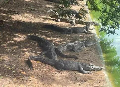 100吨鳄鱼400万起拍还需自提 竞买需持许可证