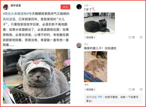 神奇动物在头条 萌宠治愈人心