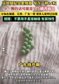 又到臭屁虫繁殖季：直是童年的噩梦