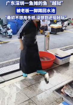 鱼摊的鱼“越狱”被老板一脚踢回，网友：老板的足球生涯被卖鱼耽误了
