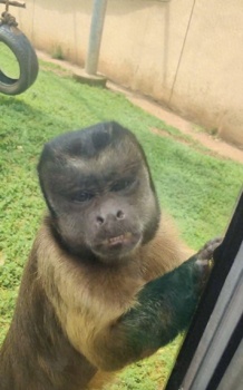 合肥動(dòng)物園國(guó)字臉猴因丑萌出圈 聰明靈長(zhǎng)類引游客贊嘆