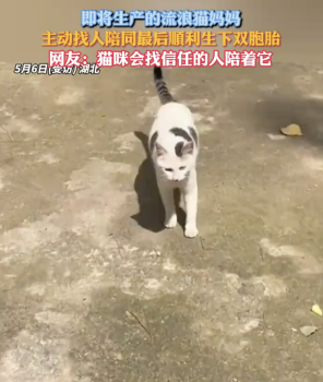 流浪貓主動找人陪著生下雙胞胎,，貓咪現(xiàn)已被收養(yǎng)