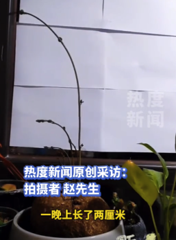 主人錄視頻發(fā)現(xiàn)山烏龜喜歡轉(zhuǎn)圈圈：誰懂,，轉(zhuǎn)了一晚上也沒找到爬架