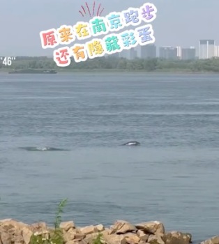 網(wǎng)友在南京跑步偶遇多頭江豚 時(shí)而躍出水面嬉戲時(shí)而調(diào)皮吐水